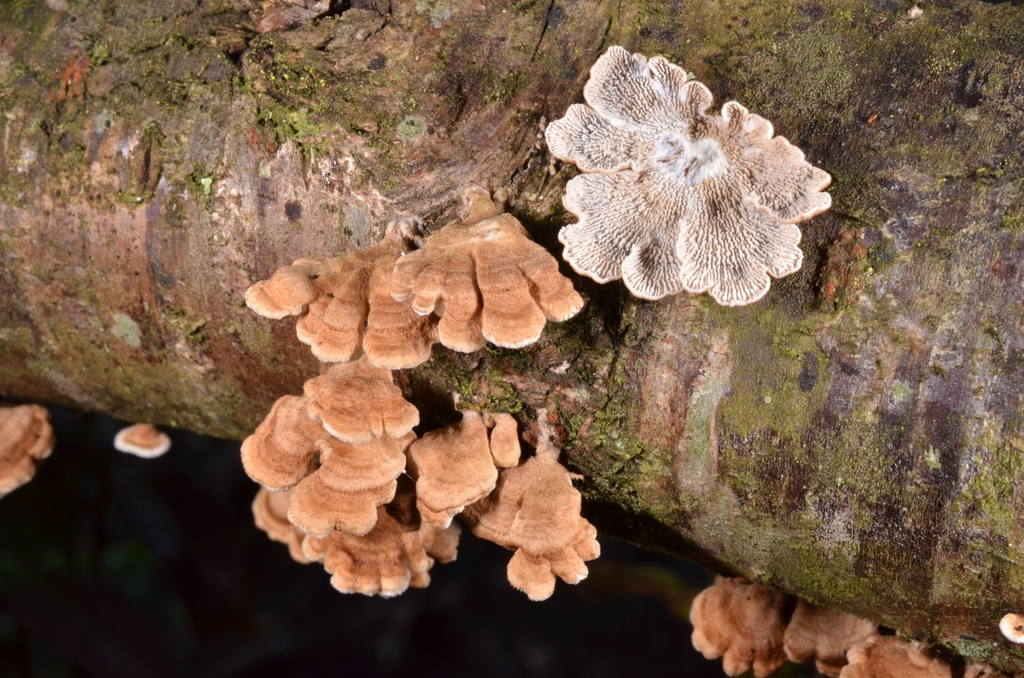 Plicatura crispa · November 2022 · photo: © epopov (iNaturalist, cc-by)