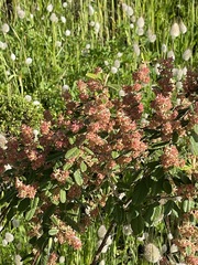 Pomaderris paniculosa