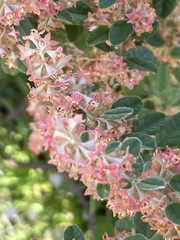 Pomaderris paniculosa