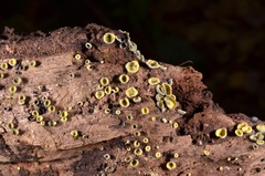 Chlorosplenium chlora