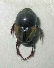 Onthophagus pallidipennis
