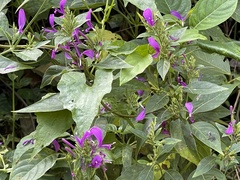 Hypoestes purpurea