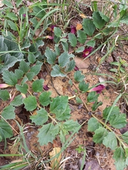 Harpagophytum zeyheri