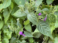 Hypoestes purpurea