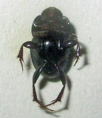 Onthophagus pallidipennis