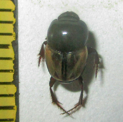 Onthophagus pallidipennis