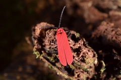 Dictyoptera