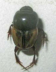 Onthophagus pallidipennis