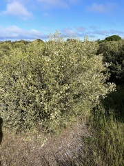 Melaleuca halmaturorum