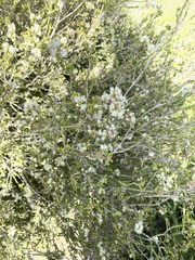 Melaleuca halmaturorum