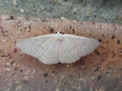 Cyclophora obstataria
