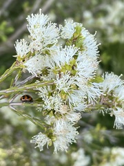 Melaleuca halmaturorum