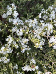 Melaleuca halmaturorum