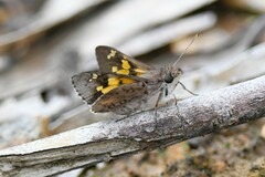 Trapezites phigalioides