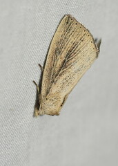 Lophocalama neuritis