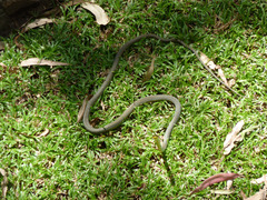 Dendrelaphis punctulatus