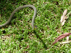 Dendrelaphis punctulatus