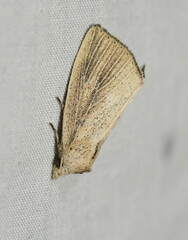 Lophocalama neuritis