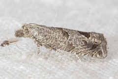 Pelochrista consobrinana