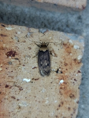 Mimobrachyoma maculifera