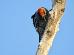 Melanerpes chrysogenys
