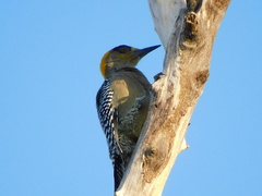 Melanerpes chrysogenys