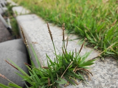 Zoysia pacifica