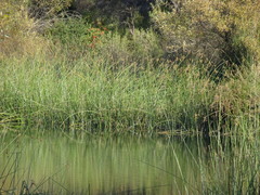 Schoenoplectus californicus