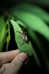 Pristhesancus chlamydatus