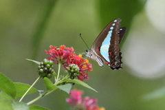 Graphium choredon