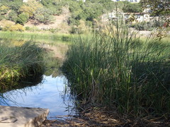 Schoenoplectus californicus