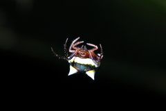 Poecilopachys australasia