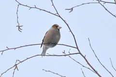 Coccothraustes coccothraustes