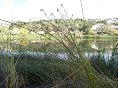 Schoenoplectus californicus