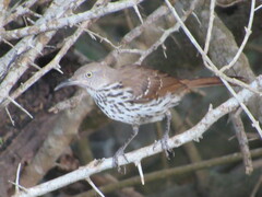 Toxostoma longirostre