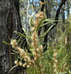 Hakea dactyloides