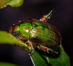 Anoplognathus multiseriatus
