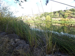 Schoenoplectus californicus