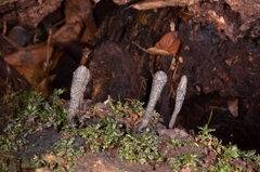 Xylaria grammica