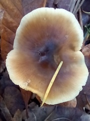 Rhodocollybia