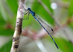 Austrolestes minjerriba