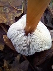 Rhodocollybia