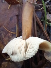 Rhodocollybia