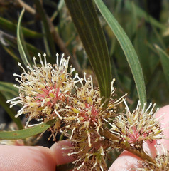 Hakea dactyloides