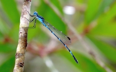 Austrolestes minjerriba