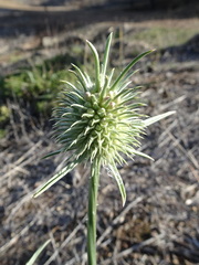 Dipsacus sativus