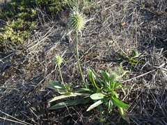 Dipsacus sativus