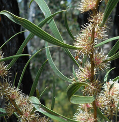 Hakea dactyloides