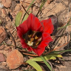 Romulea sabulosa