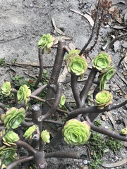 Aeonium haworthii